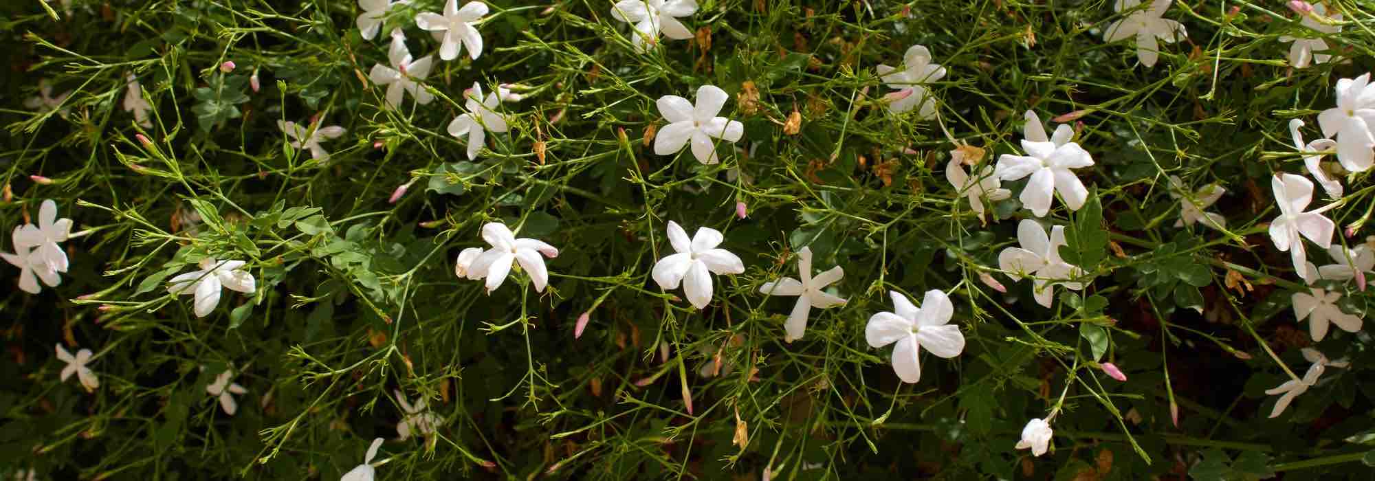Jasmin-Krankheiten und -Schädlinge