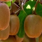 Krankheiten und Parasiten des Chinesischen Strahlengriffels
