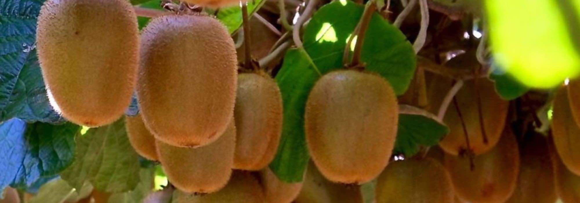 Krankheiten und Parasiten des Chinesischen Strahlengriffels