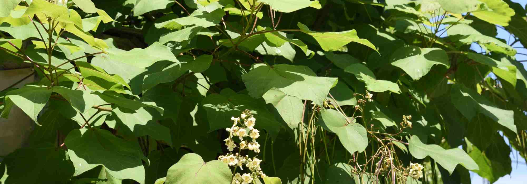 Krankheiten und Parasiten des Trompetenbaums