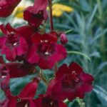5 Bartfaden mit roten Blüten