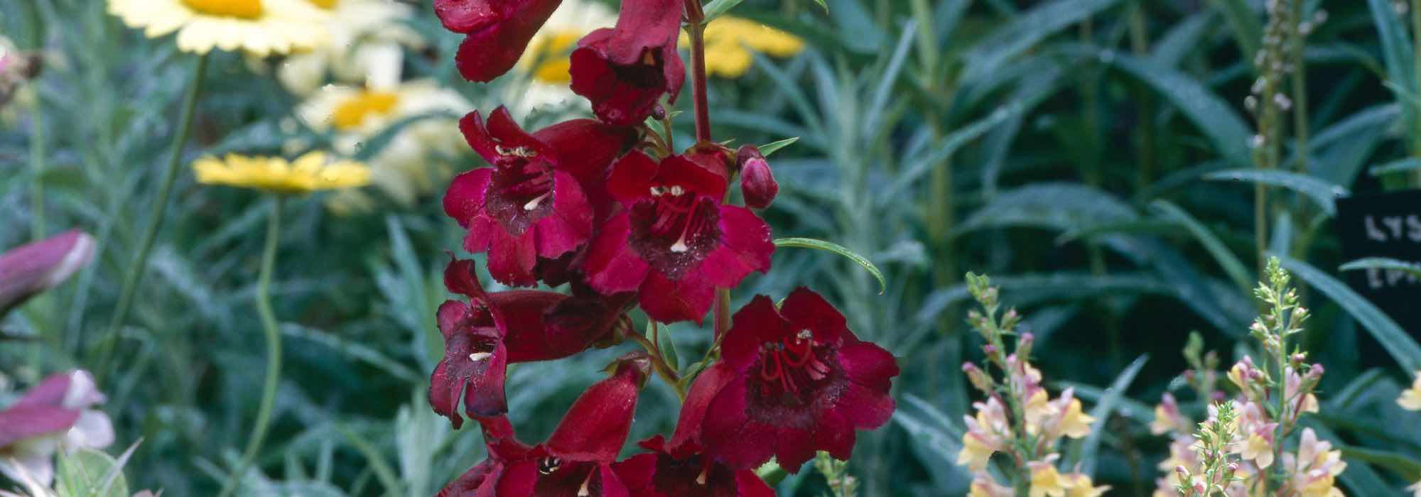 5 Bartfaden mit roten Blüten
