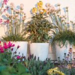 5 mediterrane Pflanzen für einen blühenden Balkon