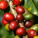 5 Heilpflanzen gegen Müdigkeit