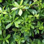 Scheinginseng im Topf kultivieren