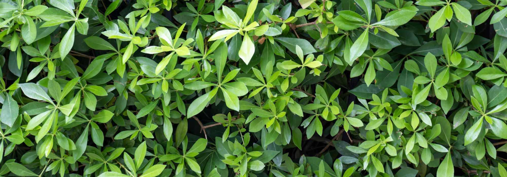 Scheinginseng im Topf kultivieren
