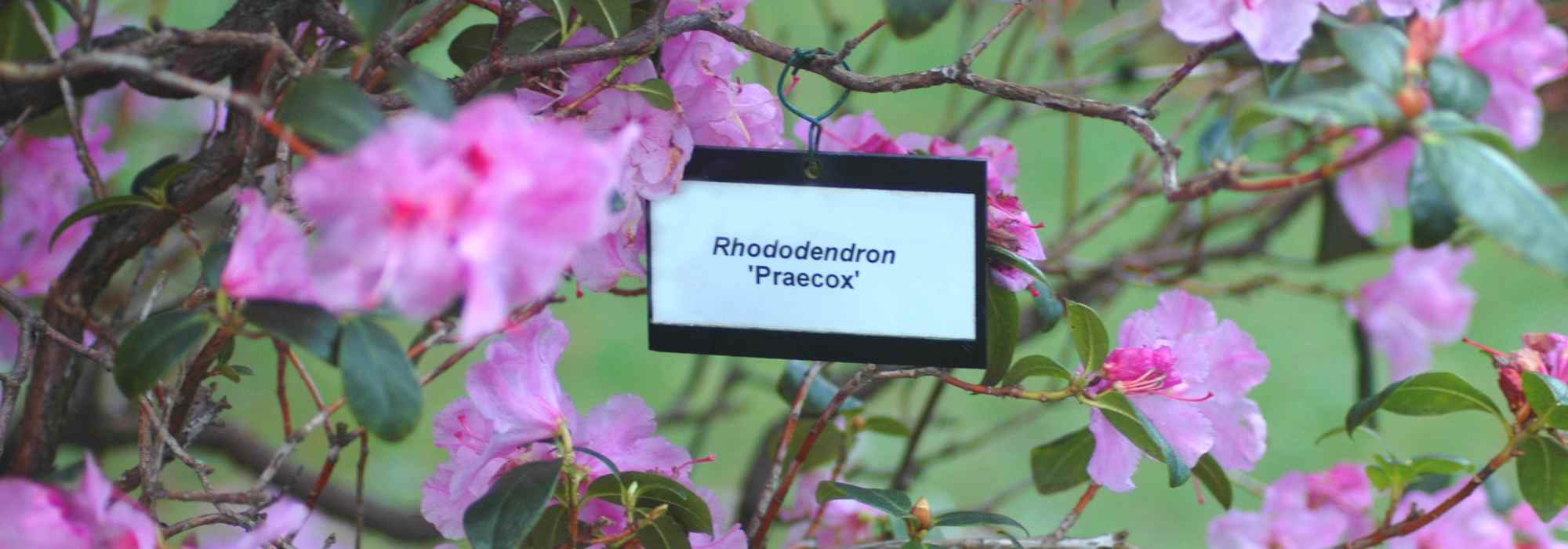 Botanische Regeln und Nomenklatur
