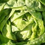 Salat ganzjährig selbst anbauen