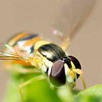 Nützlinge: Schwebfliegen