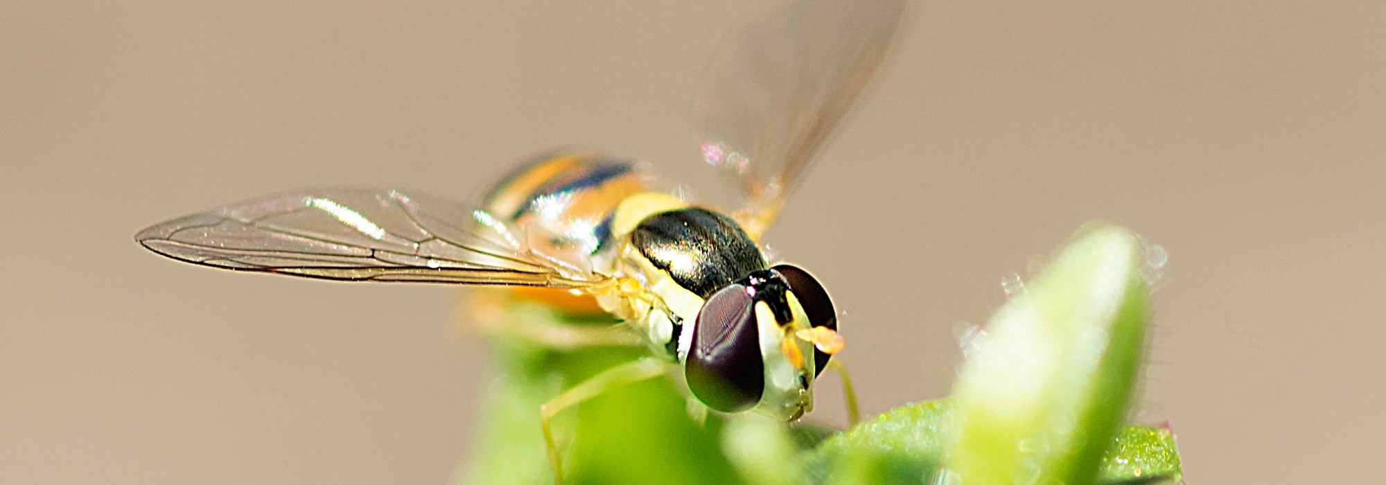 Nützlinge: Schwebfliegen