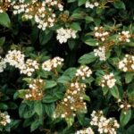 5 Schneebälle für eine Hecke