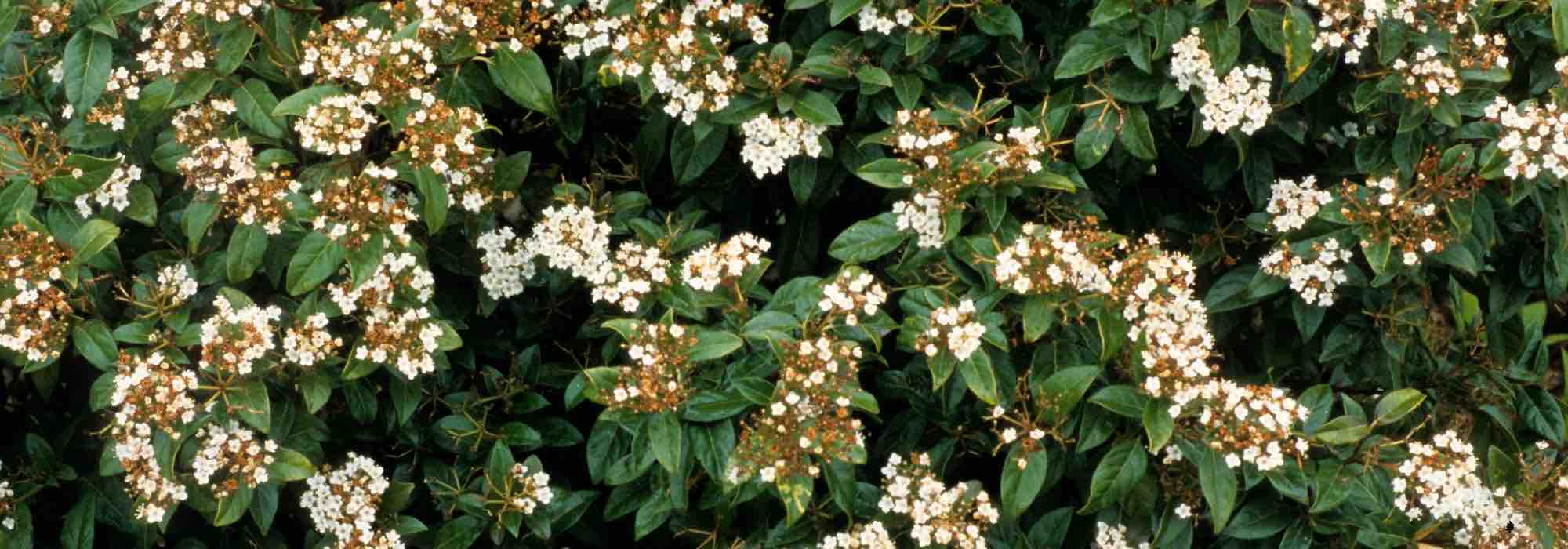 5 Schneebälle für eine Hecke