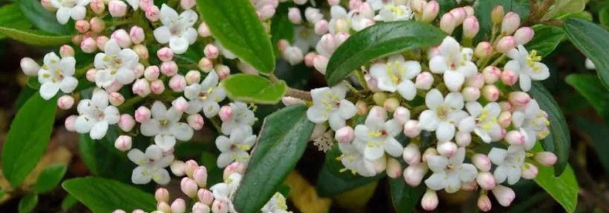 7 Schneebälle für kleine Gärten oder Kübel 
