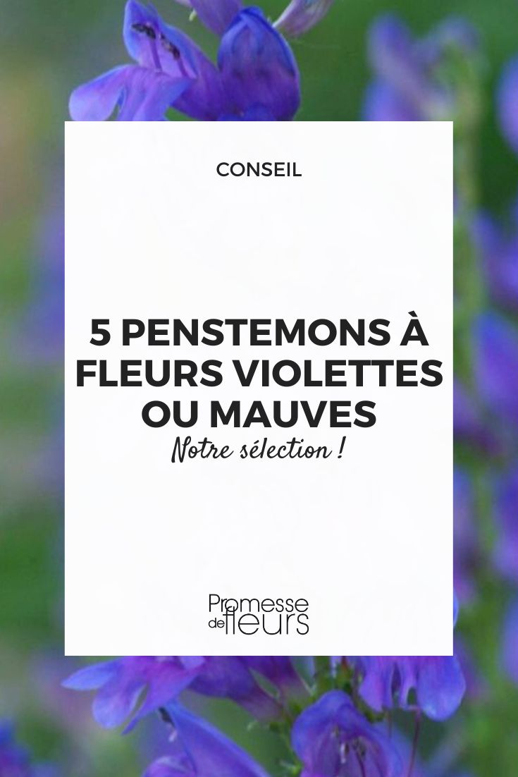 Veilchenfarbener Penstemon