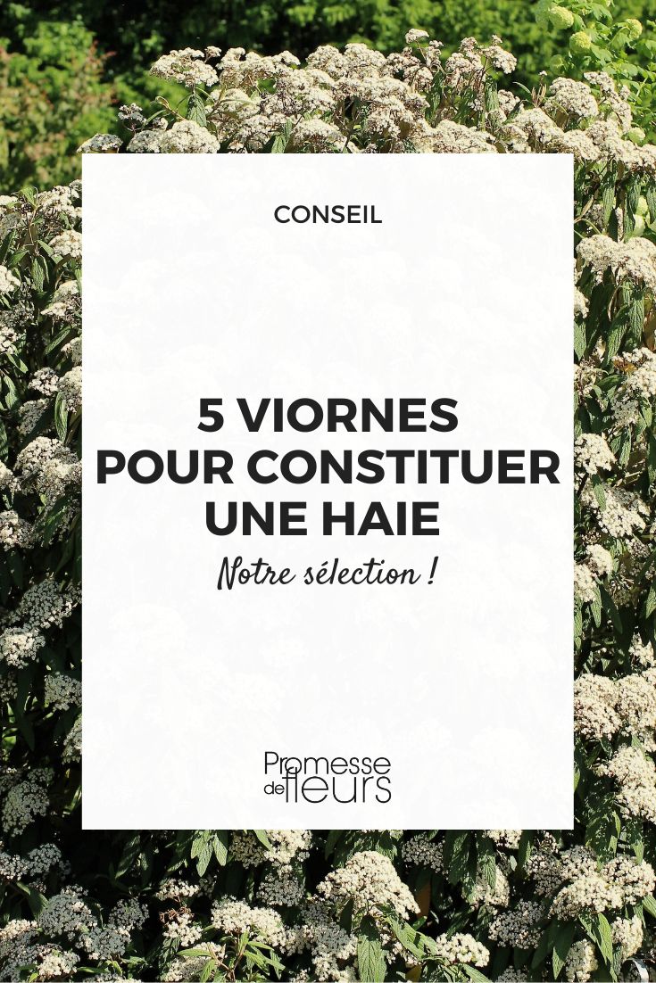 Auswahl von Viburnum für eine Hecke