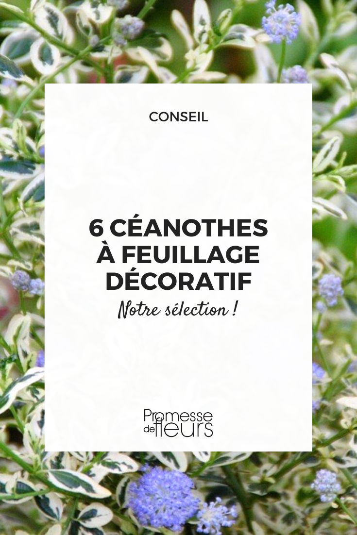 Kalifornischer Flieder (Ceanothus) mit panaschierten oder purpurnen Blättern
