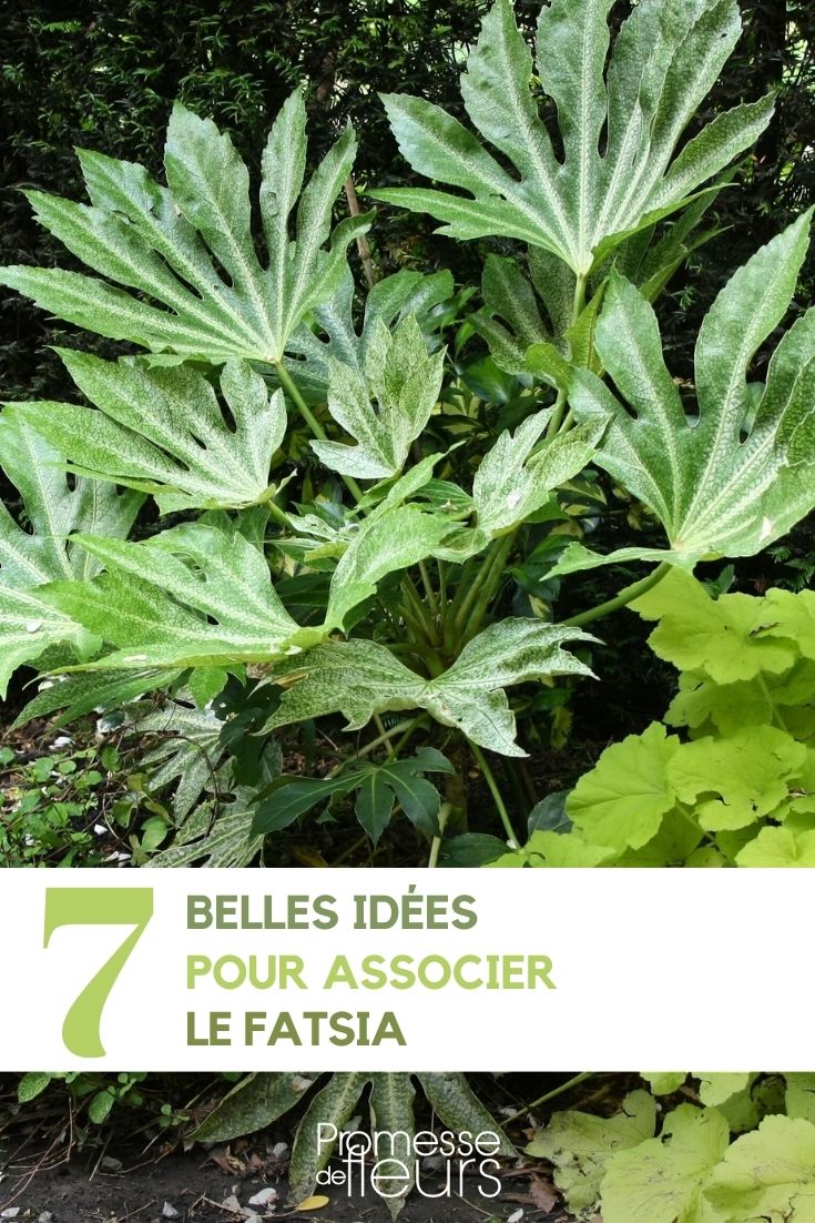 Ideen für Fatsia-Kombinationen im Garten