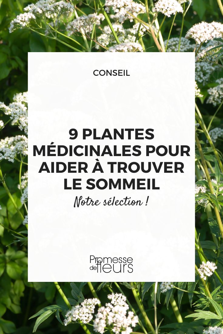Phytotherapie für besseren Schlaf