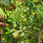 Banane im Freiland kultivieren