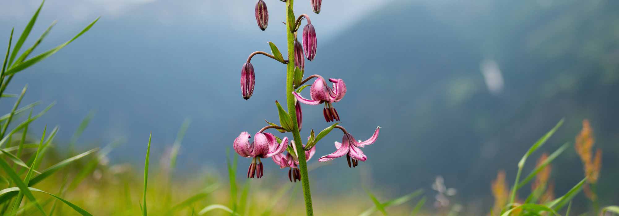 Bergblumen: 7 Zwiebeln fürs Gartenbeet