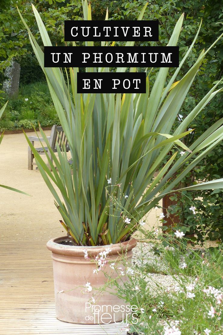 Phormium aus Neuseeland im Topf oder Kübel pflanzen