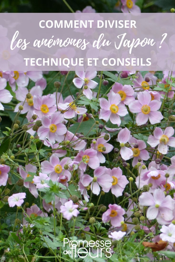 Japanische Anemone vermehren