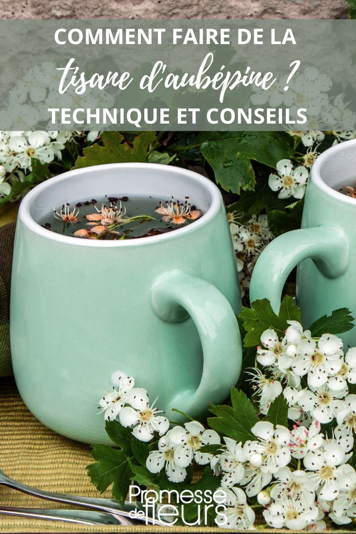 Hier ist die Übersetzung des Begriffs:

"Crataegus-Tee/-Aufguss" 

Oder alternativ:
"Weißdorntee/-Aufguss" (da Crataegus der botanische Name für Weißdorn ist)

Beide Varianten sind korrekt, wobei die zweite Version (mit dem deutschen Trivialnamen) für ein allgemeines Publikum verständlicher sein könnte.