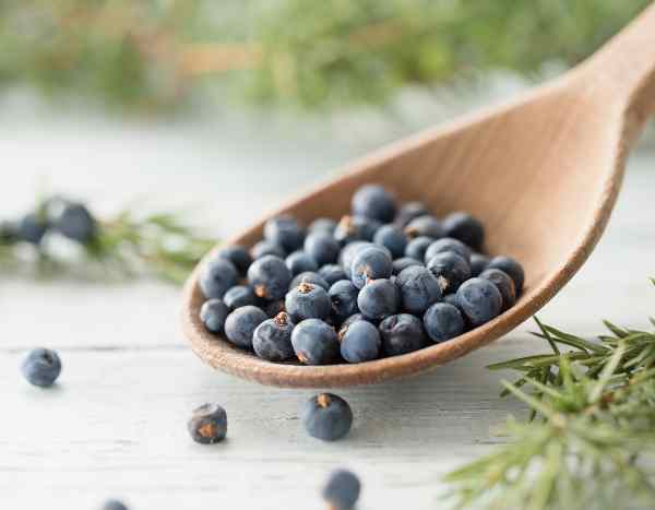 Wacholderbeeren richtig trocknen und lagern?