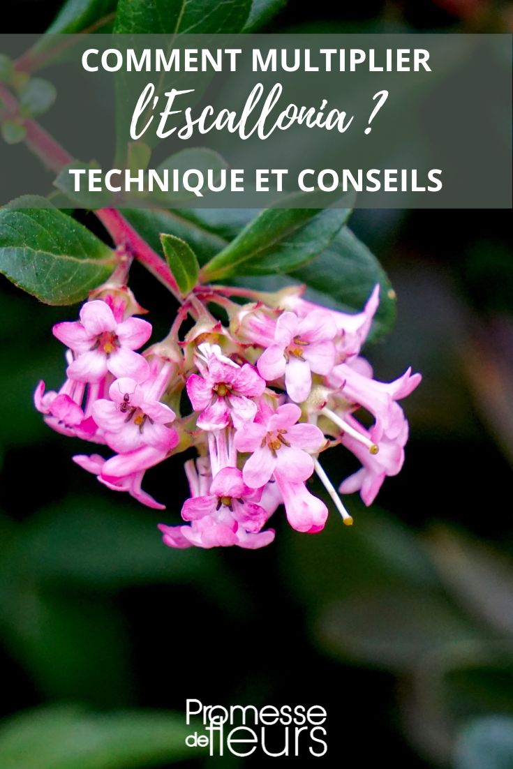 # Escallonia vermehren durch Stecklinge

## Einführung
Escallonia ist ein immergrüner Strauch, der sich hervorragend durch Stecklinge vermehren lässt. Diese Methode ist einfach und effektiv, um neue Pflanzen zu gewinnen.

## Der richtige Zeitpunkt
- **Beste Periode**: Spätsommer (August-September)
- **Wetterbedingungen**: Warme, aber nicht zu heiße Tage

## Materialien die Sie benötigen
- Gesunde Mutterpflanze
- Sauberes, scharfes Messer oder Gartenschere
- Anzuchterde oder Sand-Torf-Gemisch
- Bewurzelungshormon (optional)
- Töpfe oder Anzuchtkasten
- Klarsichtfolie oder Mini-Gewächshaus

## Schritt-für-Schritt-Anleitung

1. **Stecklinge schneiden**
   - Wählen Sie halbverholzte Triebe aus
   - Schneiden Sie 10-15 cm lange Stücke
   - Entfernen Sie die unteren Blätter

2. **Vorbereitung**
   - Tauchen Sie die Schnittstelle in Bewurzelungspulver
   - Füllen Sie Töpfe mit Anzuchtsubstrat

3. **Einsetzen**
   - Stecken Sie die Stecklinge 5 cm tief ein
   - Drücken Sie die Erde leicht an

4. **Pflege**
   - Halten Sie das Substrat feucht
   - Sorgen Sie für hohe Luftfeuchtigkeit
   - Stellen Sie an einen hellen Ort ohne direkte Sonne

## Tipps für den Erfolg
- Wählen Sie gesunde, kräftige Triebe
- Vermeiden Sie Staunässe
- Geduldig sein - Bewurzelung dauert 4-8 Wochen

## Umpflanzen
Nach erfolgreicher Bewurzelung können die jungen Pflanzen im Frühjahr ins Freie gesetzt werden.

## Fazit
Die Stecklingsvermehrung von Escallonia ist eine einfache Methode, um kostengünstig neue Pflanzen zu erhalten. Mit etwas Geduld und der richtigen Pflege gelingt es garantiert!