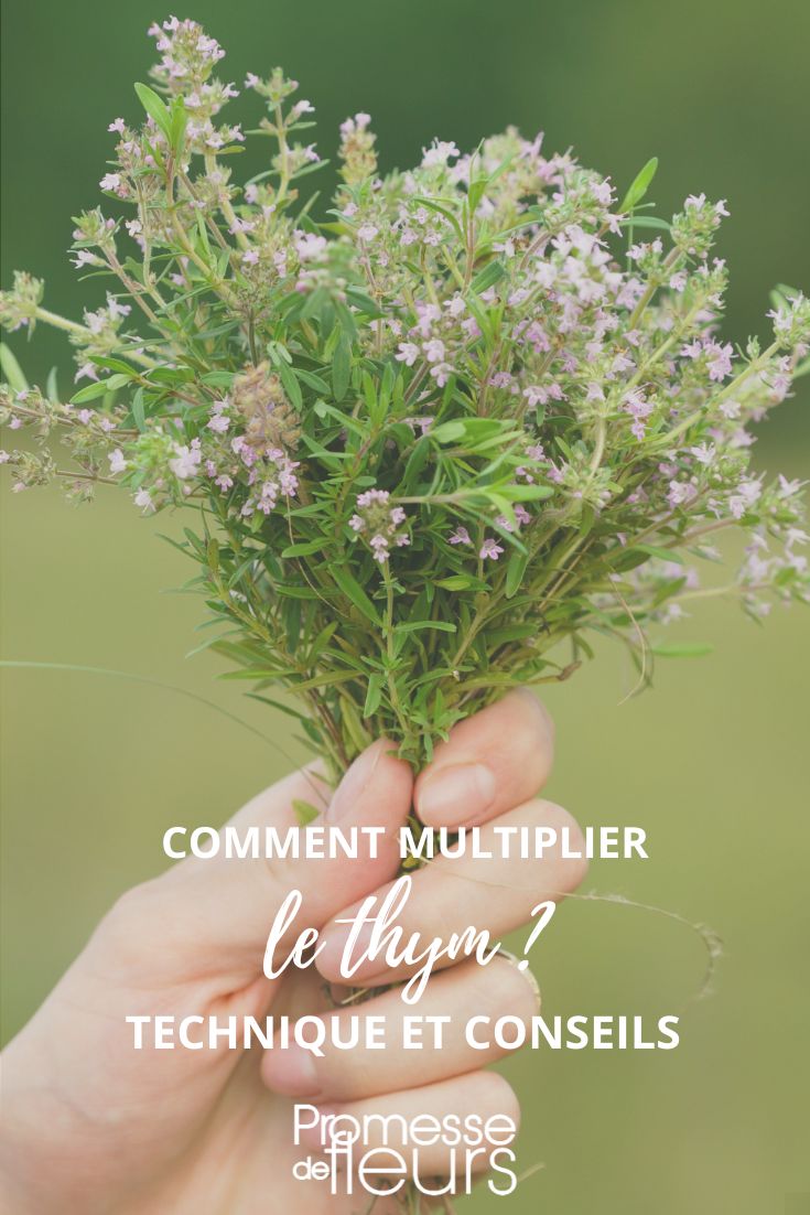 Thymian Thymus: Aussaat, Stecklinge, Teilung