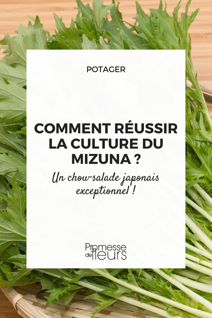 Mizuna anbauen