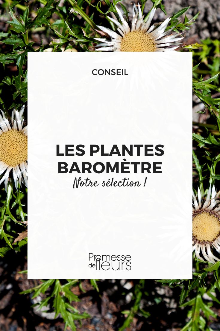 Carlina acaulis