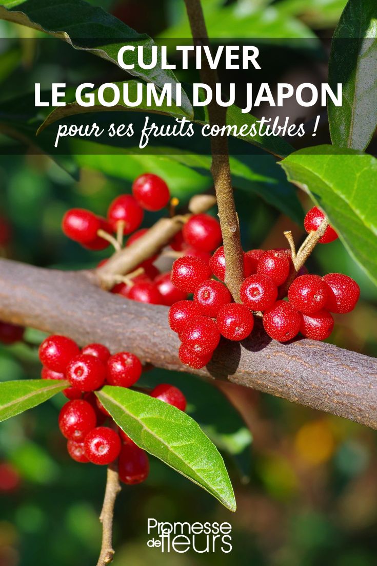 Früchte der Elaeagnus multiflora