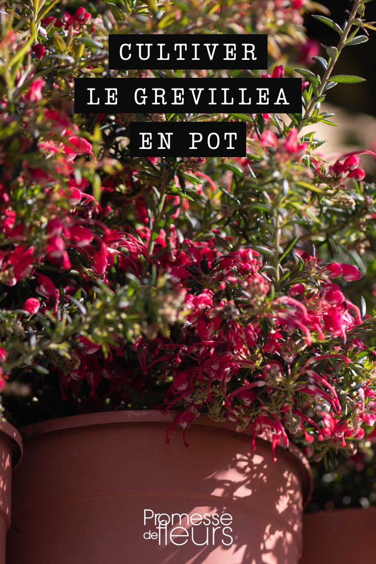 Den Grevillea im Topf oder Kübel pflanzen