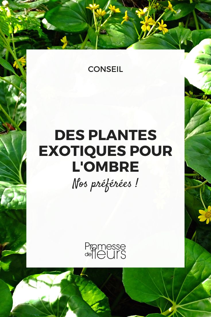 exotische Pflanzen