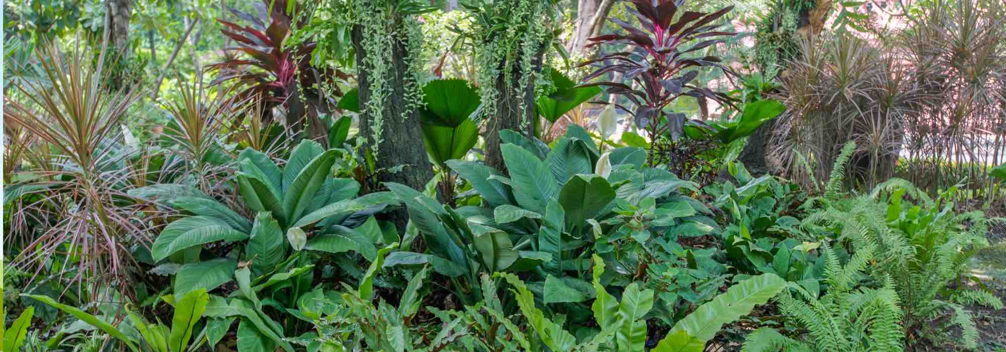 Tropenflair im kleinen Garten schaffen?