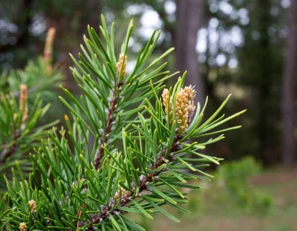 Kiefernknospen ernten und verwenden?