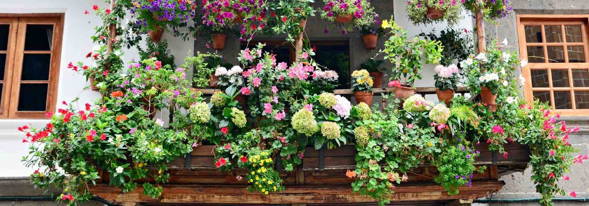 Beste Pflanzen für ländliches Flair auf dem Balkon