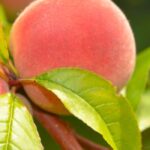 Pfirsichbaum oder Nektarine wählen?