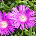 6 Mittagsblumen mit rosa Blüten