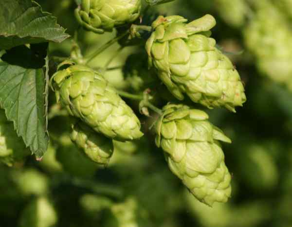 Hopfen trocknen und aufbewahren?