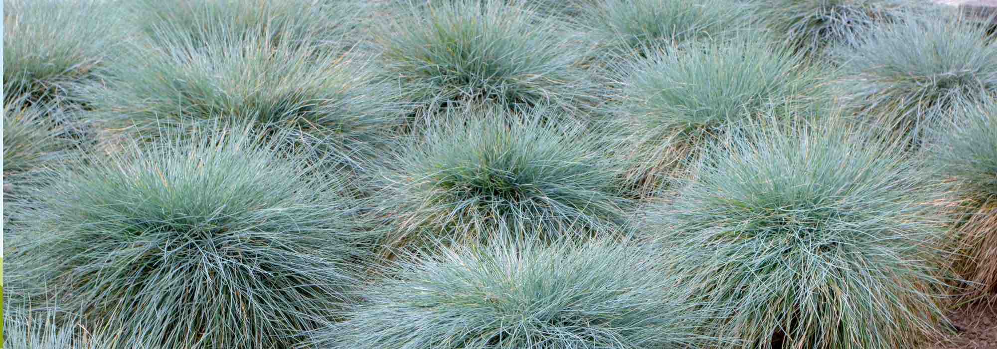 Blaulaub im Garten verwenden und kombinieren