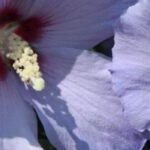5 Roseneibisch mit violetten oder blauen Blüten