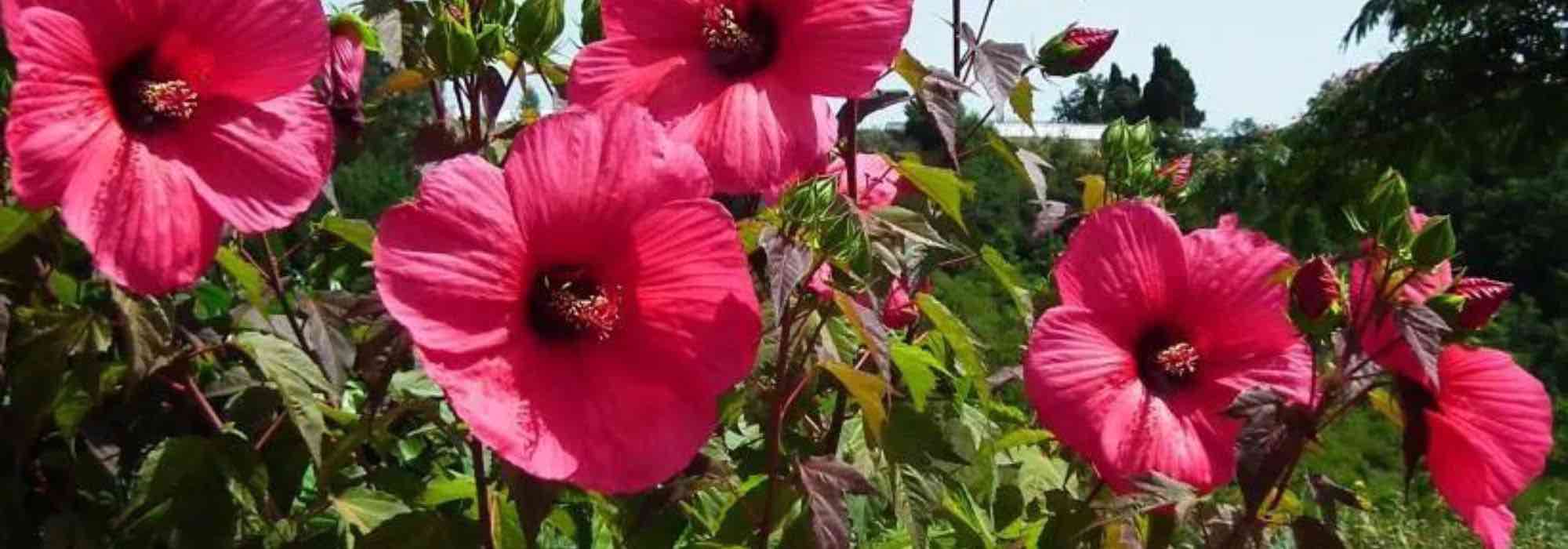 5 Roseneibisch mit roten Blüten