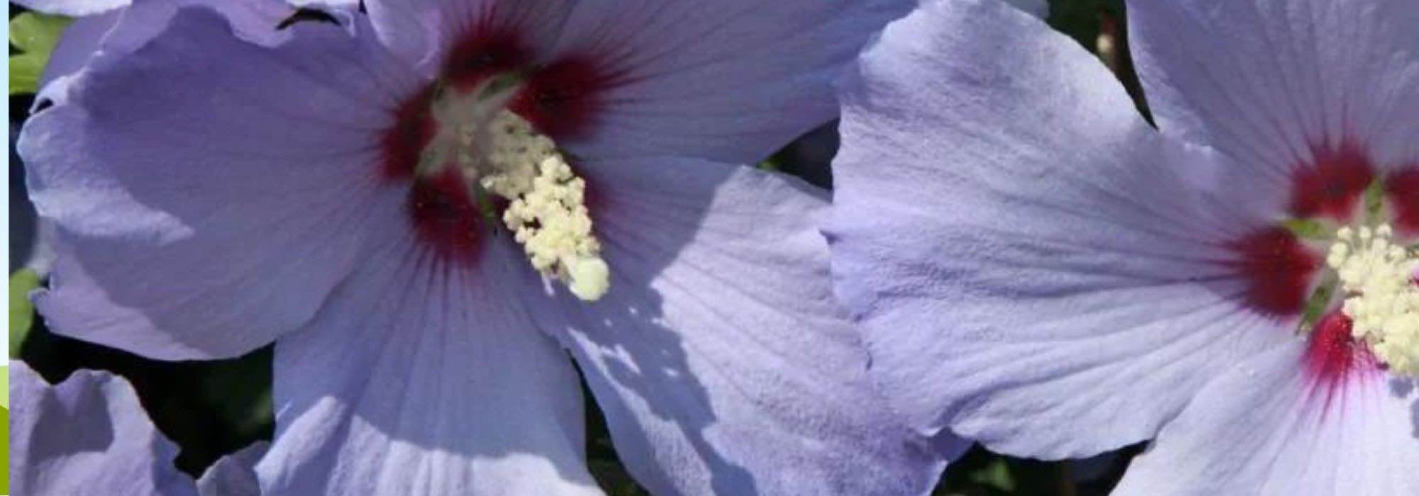 5 Roseneibisch mit violetten oder blauen Blüten