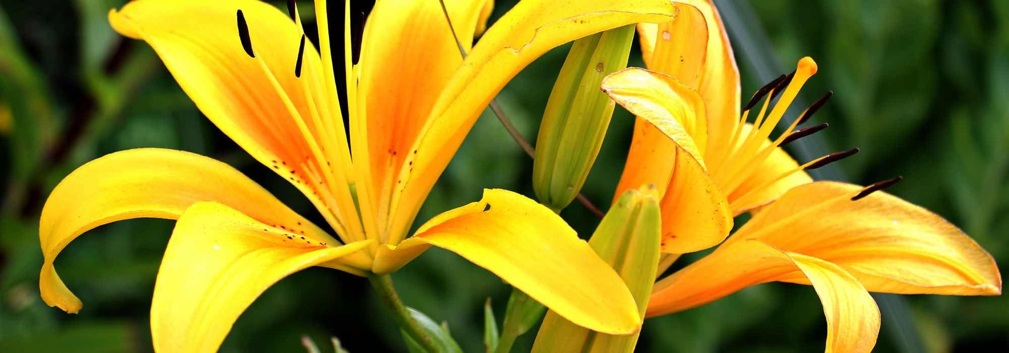 Lilien den ganzen Sommer zum Blühen bringen?