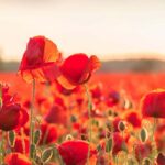 Indigene Arten pflanzen: Bestäubende Insekten anlocken