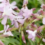 Seifenkraut: Pflanzen, Pflegen und Kultivieren