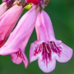 5 rosa blühende Bartfaden
