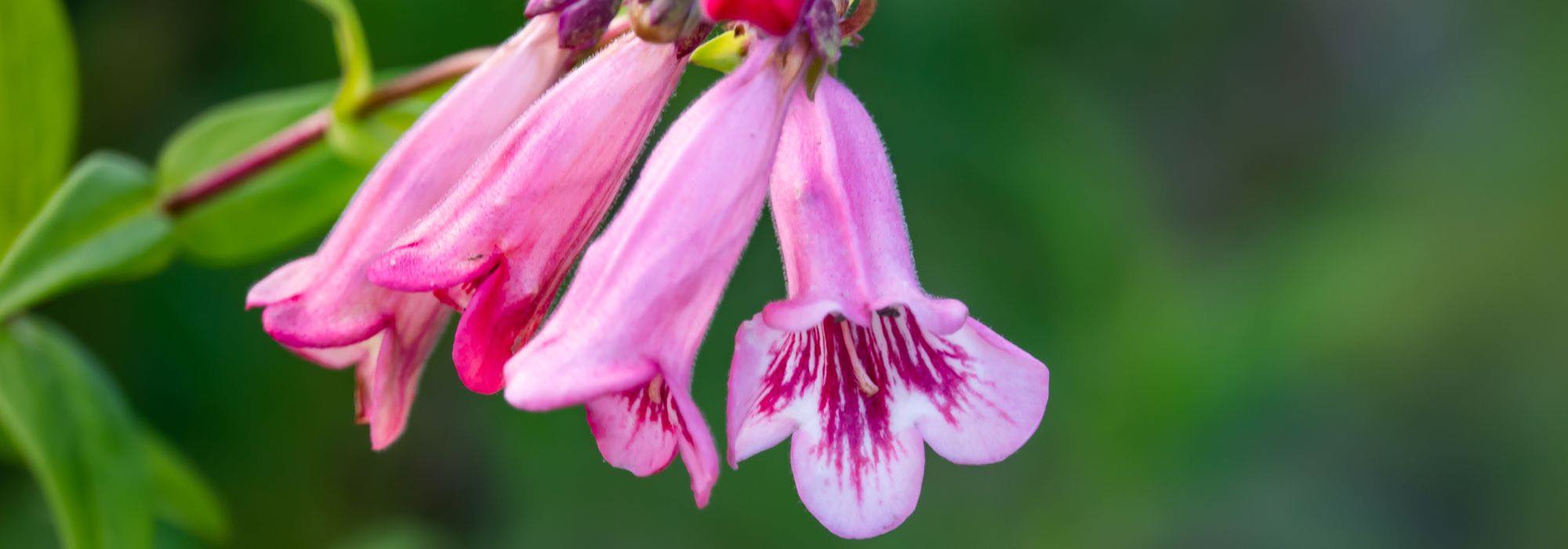 5 rosa blühende Bartfaden